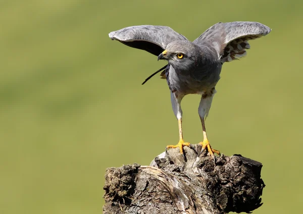 El harrier de Montagu — Foto de Stock