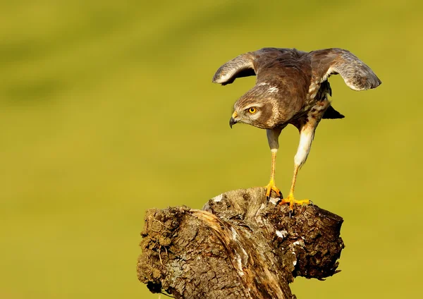 Montagu's harrier — Stock Photo, Image