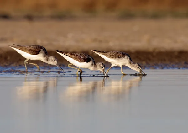 Tres platos Redshank — Foto de Stock