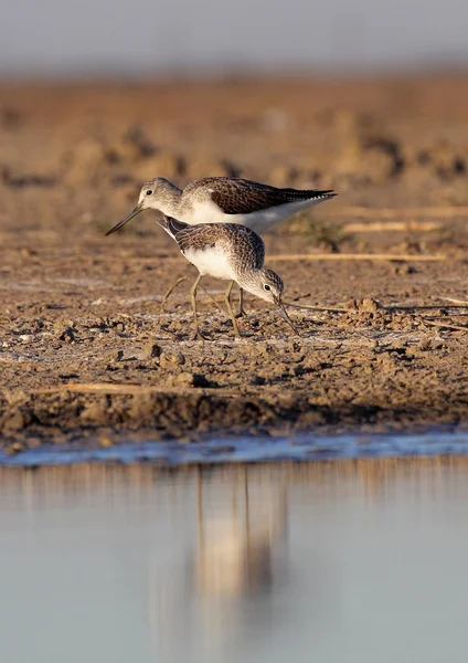 Oczywiście para Redshank — Zdjęcie stockowe