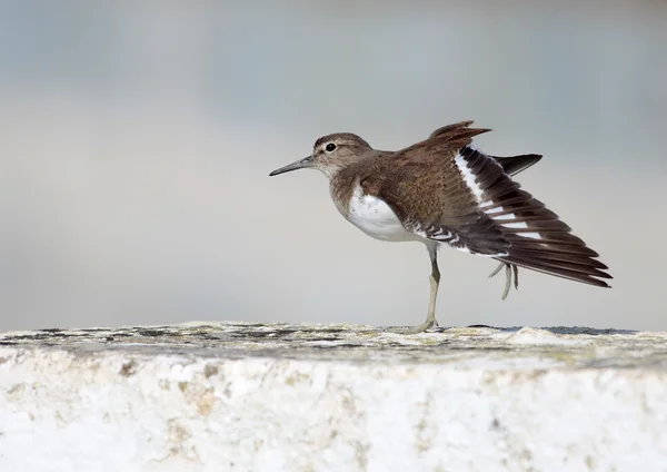 Wasserläufer — Stockfoto