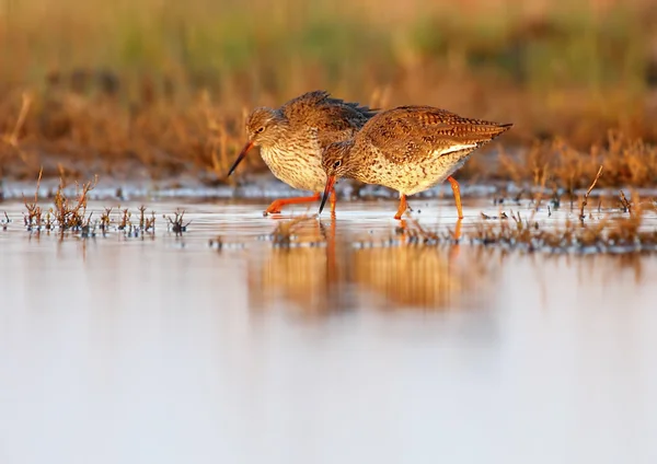 Redshank umum — Stok Foto