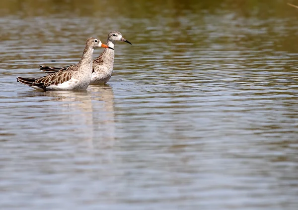 Pár redshank — Stock fotografie