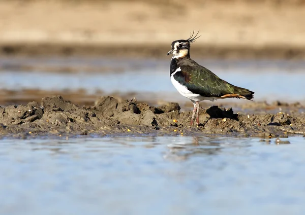 Lapwing — Stock Photo, Image