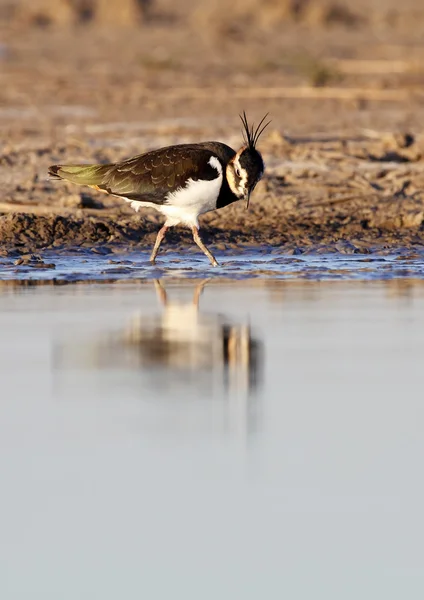 Lapwing. —  Fotos de Stock