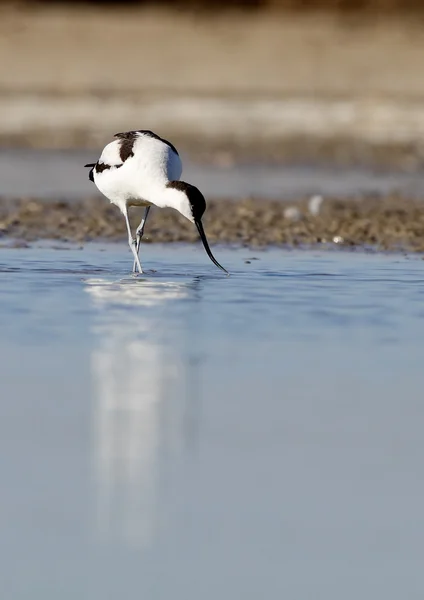 Avocetta — Foto Stock