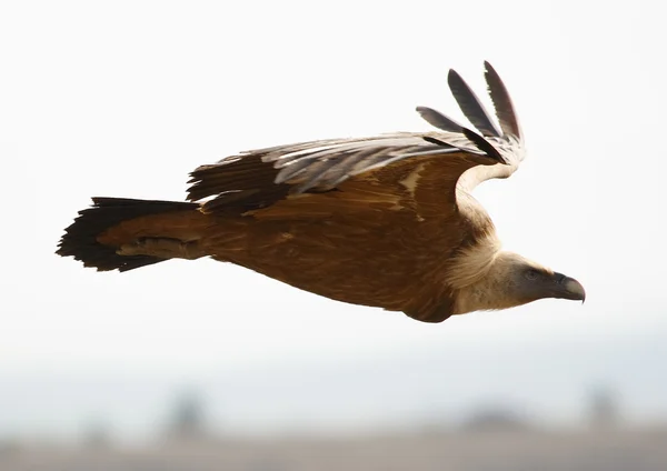Avvoltoio grifone — Foto Stock