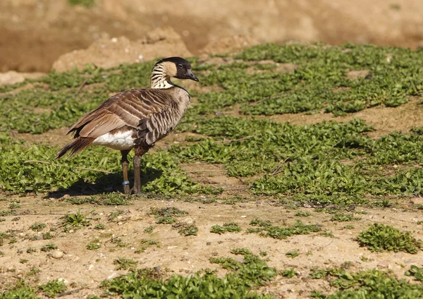 Hawaiian Goose — Stock Photo, Image