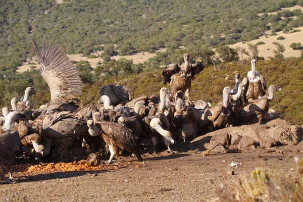 Buitres comiendo — Foto de Stock