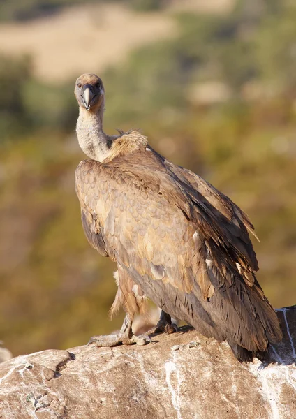 Vulture — Stock Photo, Image