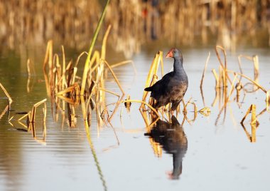 gallinule