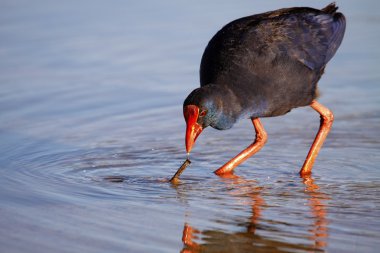gallinule