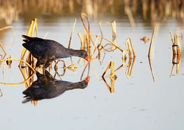 Gallinule — Stock Photo, Image