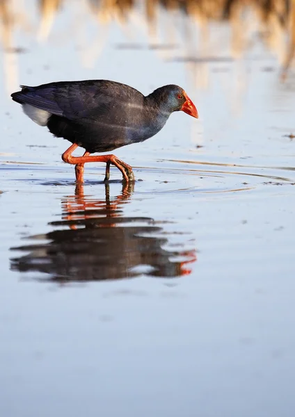 Gallinule — Stok fotoğraf