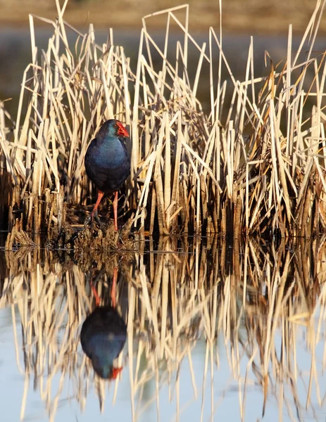 Gallinule — Stock Photo, Image