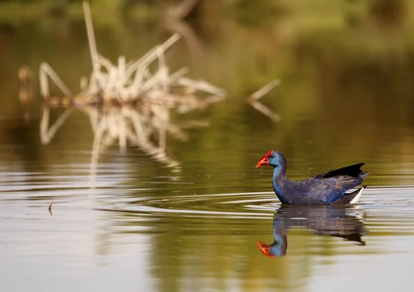 Gallinule — Stock fotografie