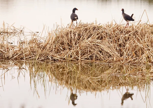 Gallinule — Stockfoto