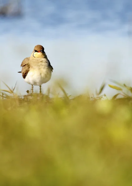 Pratinkole — Stockfoto