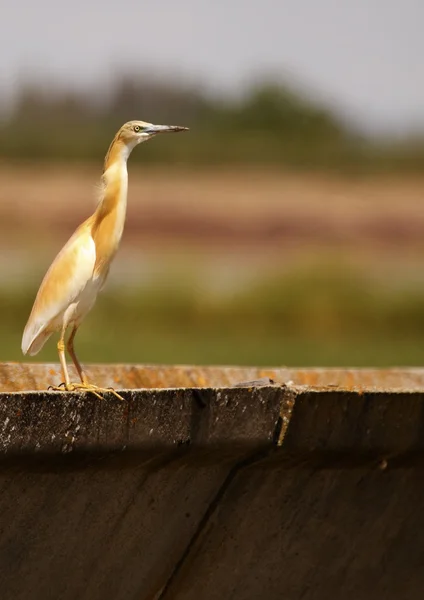 Crabeater — Stockfoto