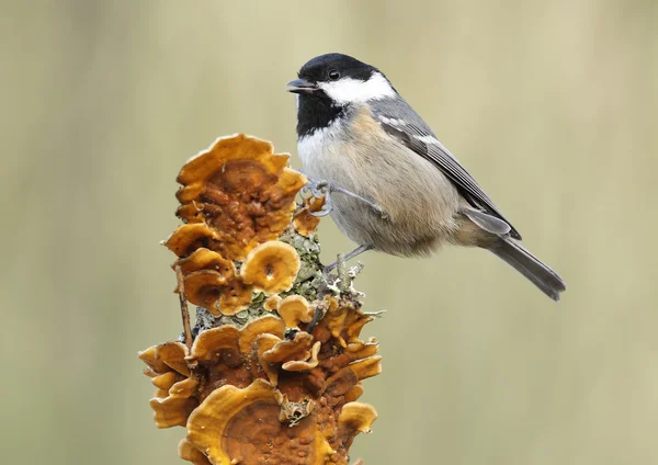 Zwarte mees — Stockfoto