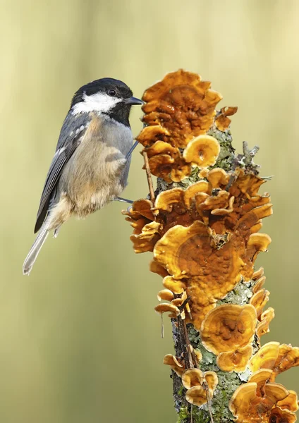 Zwarte mees — Stockfoto