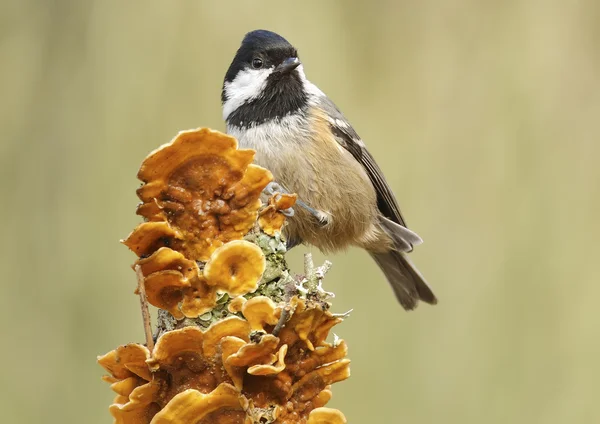 Coal tit — Stock Photo, Image