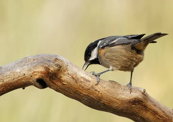 Carbone Tit — Foto Stock