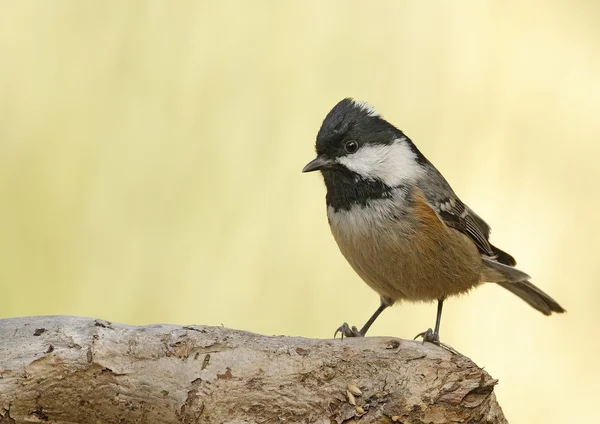 Zwarte mees — Stockfoto