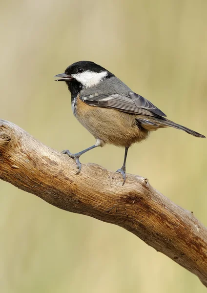 Carbone Tit — Foto Stock