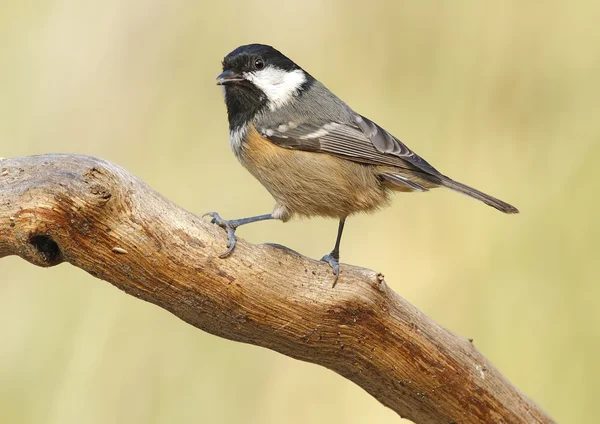 Zwarte mees — Stockfoto