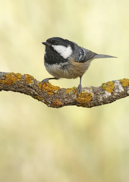 Zwarte mees — Stockfoto