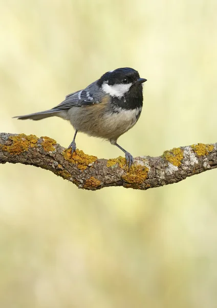 Zwarte mees — Stockfoto