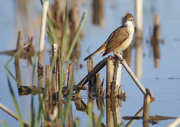 Buluh besar warbler — Stok Foto