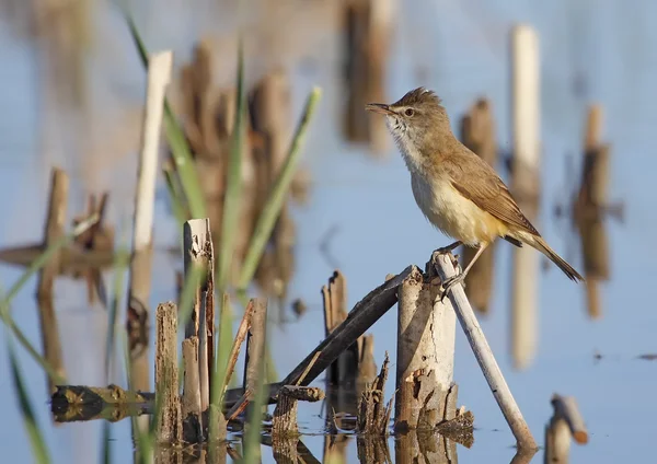 Gran Reed Warbler —  Fotos de Stock