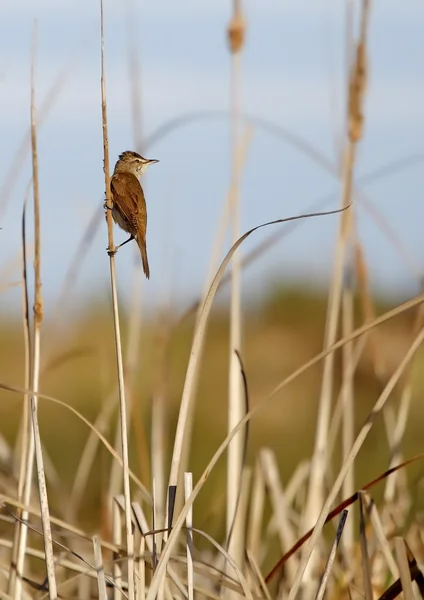 Grande Reed Warbler — Fotografia de Stock
