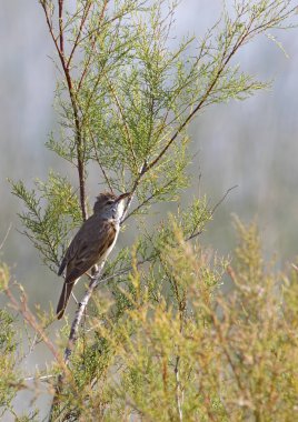 büyük kamışçın