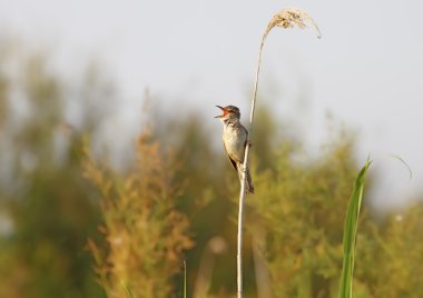 büyük kamışçın