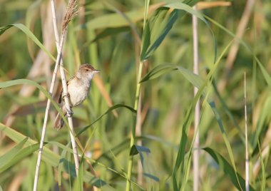 büyük kamışçın