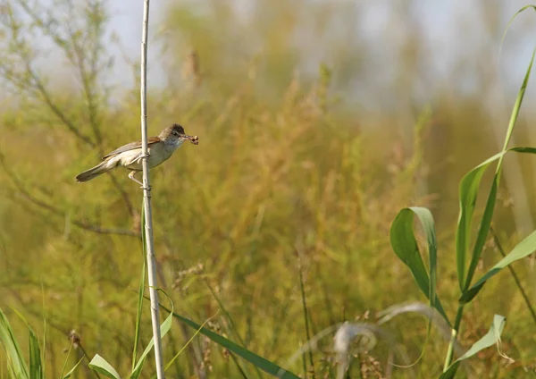Gran Reed Warbler —  Fotos de Stock