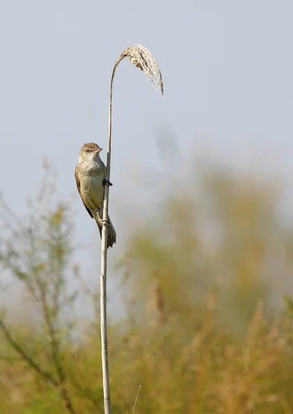 Gran Reed Warbler —  Fotos de Stock