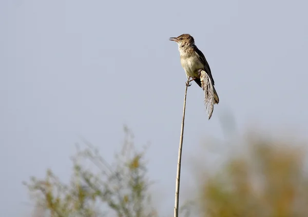 Büyük kamışçın — Stok fotoğraf