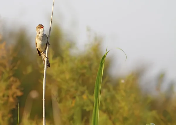 Gran Reed Warbler — Foto de Stock