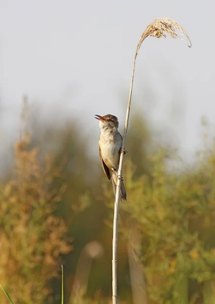 Grande Reed Warbler — Fotografia de Stock