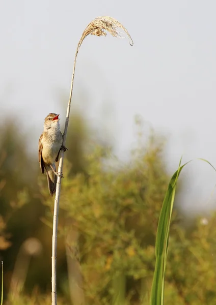 Buluh besar warbler — Stok Foto