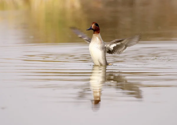 Teal... — Fotografia de Stock