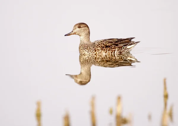 Krickente — Stockfoto