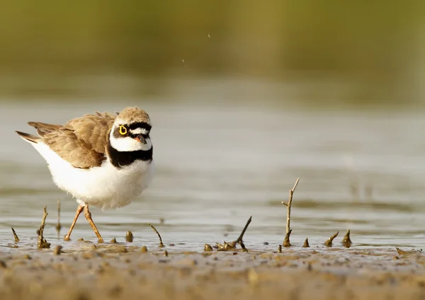 Ringed plover — Stock Photo, Image