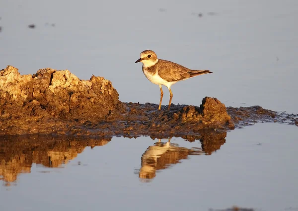 Plover suonato — Foto Stock