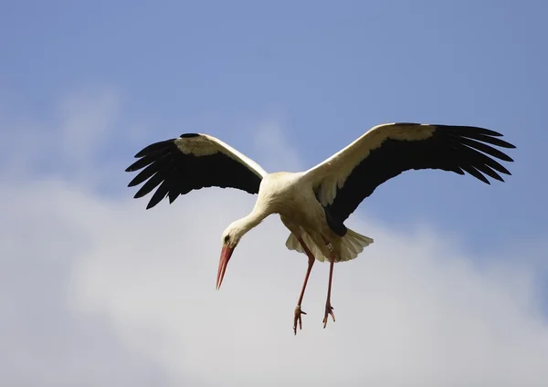 Cigogne blanche — Photo