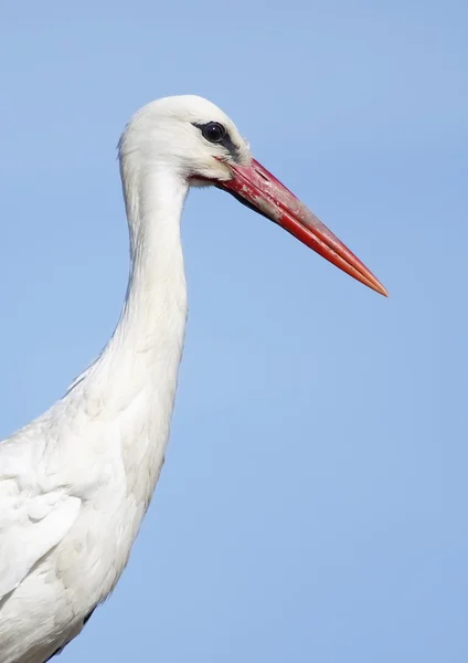 Vit stork — Stockfoto